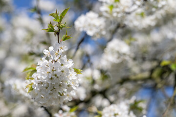 White fresh cherry blossoms on a twig.