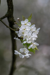 White fresh cherry blossoms on a twig.