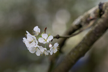 White fresh cherry blossoms on a twig.
