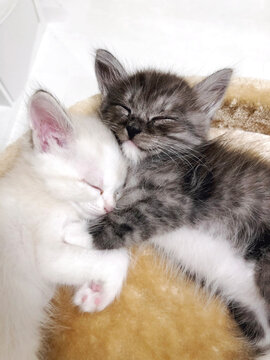 two cute kittens white and gray are sleeping cuddled next to each other