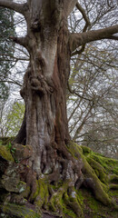 Old tree with visible mossy roots in spring