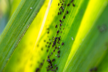 Makroaufnahme einer Ameise mit Blattläusen