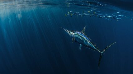  Vue sous-marine d'un espadon en train de chasser dans un banc de sardine  