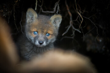 Cute young red fox cub coming out of a den in forest in springtime. Red fox in the forest,...