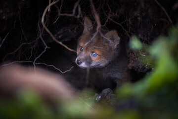 Cute young red fox cub coming out of a den in forest in springtime. Red fox in the forest,...