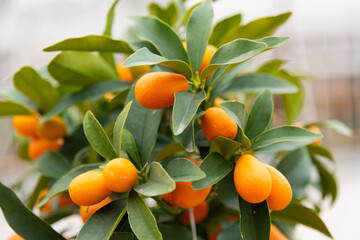 Orange ripe juicy kumquat fruits on a green bush, close-up