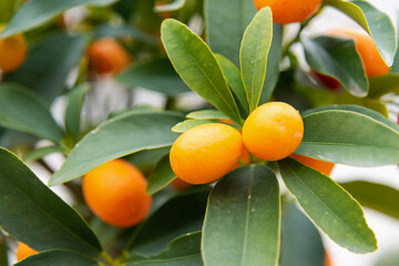 Orange ripe juicy kumquat fruits on a green bush, close-up