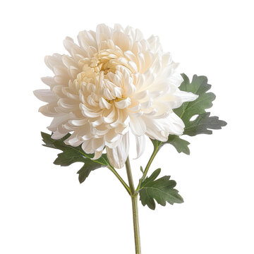 An isolated chrysanthemum flower with a transparent background is available with a precise clipping path