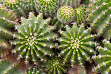 Many small cacti together, close-up, macro, selective focus - screensaver, wallpaper