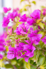 Naklejka na ściany i meble Luxury purple bougainvillea flowers on a branch, close-up, spring bloom