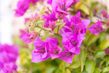 Luxury purple bougainvillea flowers on a branch, close-up, spring bloom