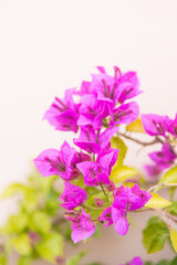Obraz premium Luxury purple bougainvillea flowers on a branch, close-up, spring bloom
