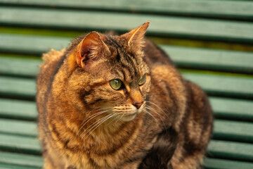 Portrait d'un chat sauvage sur un banc.