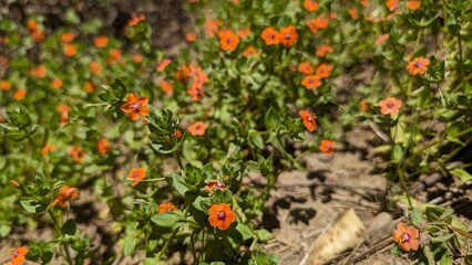 Scarlet Pimpernels on a hike