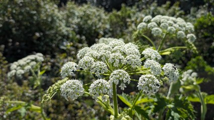 Poison Hemlock on a hike