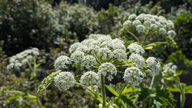 Poison Hemlock on a hike