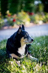 Content pup exudes charm as it rests comfortably, basking in the warmth of spring.