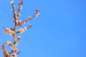 Flowers and flowering trees in early spring. Spring background with copy space