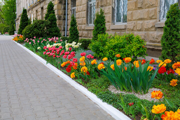 Flowers in a flower bed tulips. Greening the urban environment. Background with selective focus