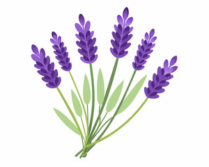 Naklejka premium Lavender flowers bouquet isolated on white background. Lavender for your design