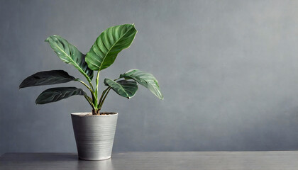 Potted plants on the table, stylish gray wall background material. Background material for simple modern proposal materials.