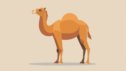 Camel isolated. Vector flat style illustration Vector