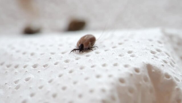 Ticks crawling on a white napkin: bloodsucking, hazardous insects. Slow crawling mite. Bloodfilled swollen ticks . Blood-sucking parasite extracted from an animal. 4k footage