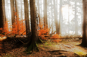 Ein Wald mit einem umgefallenen Laubbaum mit Sonnenlicht und Nebel