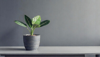 Potted plants on the table, stylish gray wall background material. Background material for simple modern proposal materials.