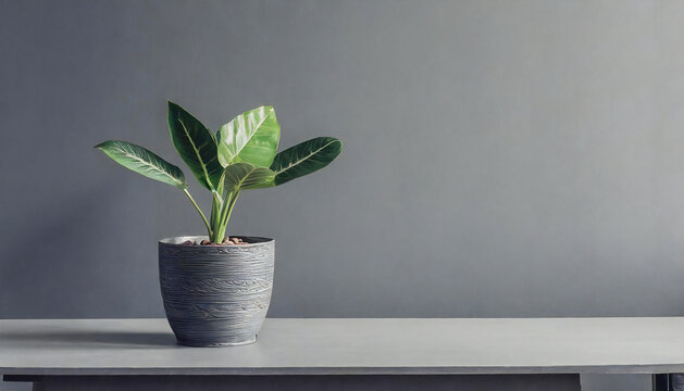 Potted plants on the table, stylish gray wall background material. Background material for simple modern proposal materials.