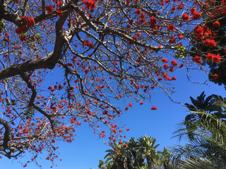 Blooming coral tree, palm trees and blue sky in southern California springtime