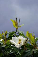 White magnolia blossom and gray sky