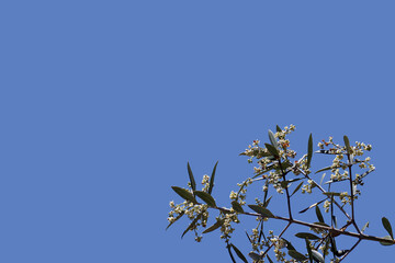 Blooming olive tree and blue sky