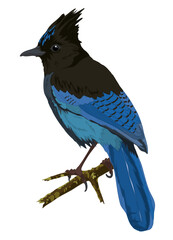 Stellars Jay Bird