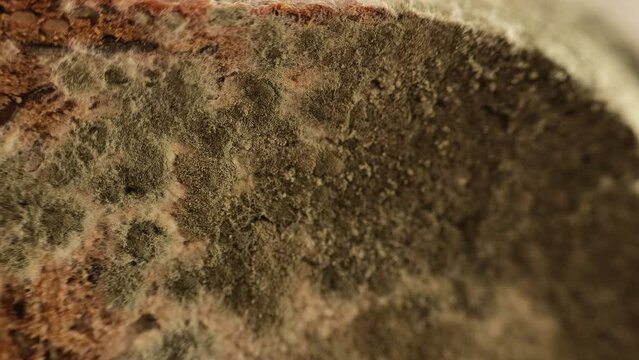 Moldy bread close-up.Whole grain bread in green mold. Spoiled baked goods. Stale bread. 4k footage