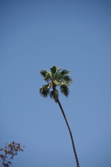 Tall California fan palm tree under blue sky