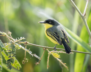 Fototapeta premium Todirostrum cinereum