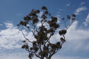 Tall eucalyptus tree under vivid cloud sky