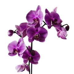 Obraz premium A stunning purple orchid stands out against a transparent background