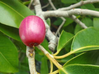 close up of a ripe purple plum java hanging on a tree