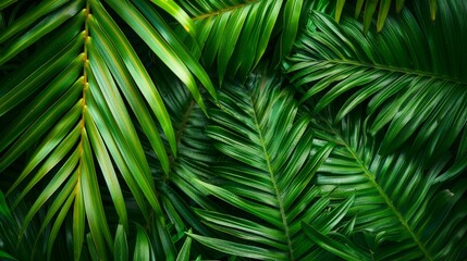 A close up of green leaves with a lush green background