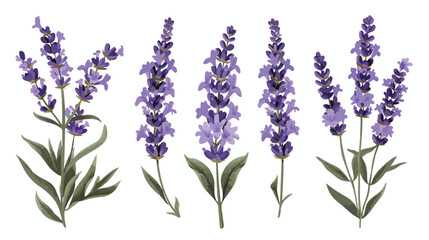 Lavender French flower. Lavanda stem Provence floral