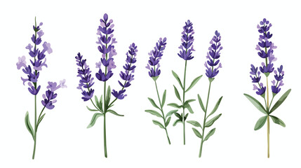 Lavender French flower. Lavanda stem Provence floral