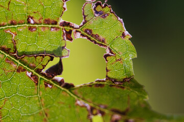 Macro shot of leaf spot disease in mulberry 