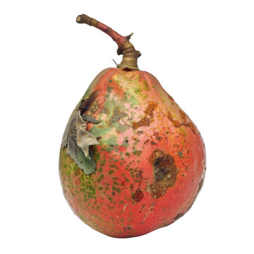 A guava fruit with a rotten appearance clinging to its stem depicted against a transparent background