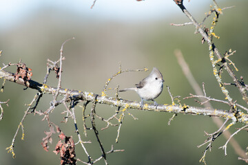 Oak Titmouse perching in an oak tree at Foothill Regional Park © Keetch Photography