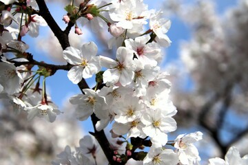 満開の桜