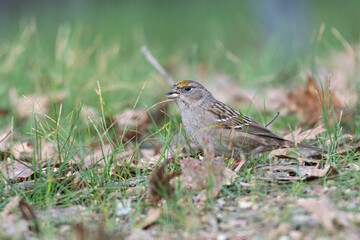 Golden-crowned Sparrow foraging in the grass and leaves with a seed in its mouth