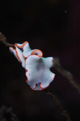 アワシマオトメウミウシ