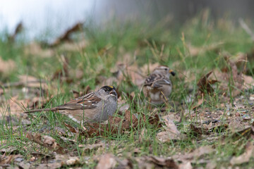 Sparrows foraging amount the grass and leaves at Foothill Regional Park